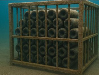 La cava de Las Grutas se consolida como la única experiencia de guarda bajo el mar en Latinoamérica. Foto: @wapisa La cava de Las Grutas se consolida como la única experiencia de guarda bajo el mar en Latinoamérica. Foto: @wapisa