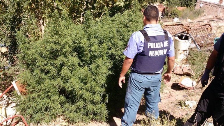 Durante el allanamiento secuestraron 20 plantas de marihuana.