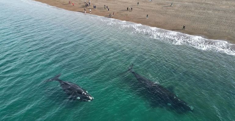 Chubut: la mejor playa para ver las ballenas de cerca. Chubut: la mejor playa para ver las ballenas de cerca.