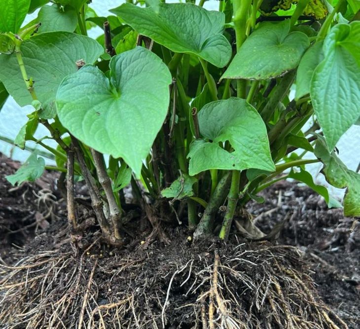 Una planta de kava de un año de edad. Una planta de kava de un año de edad.