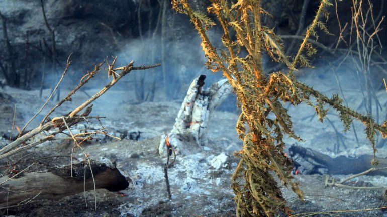 El incendio en Junín está descontrolado