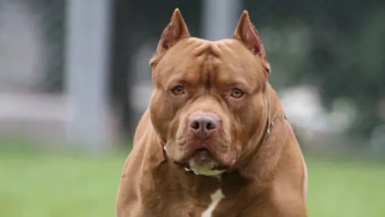 El pitbull le causó una grave lesión en el cuello al menor