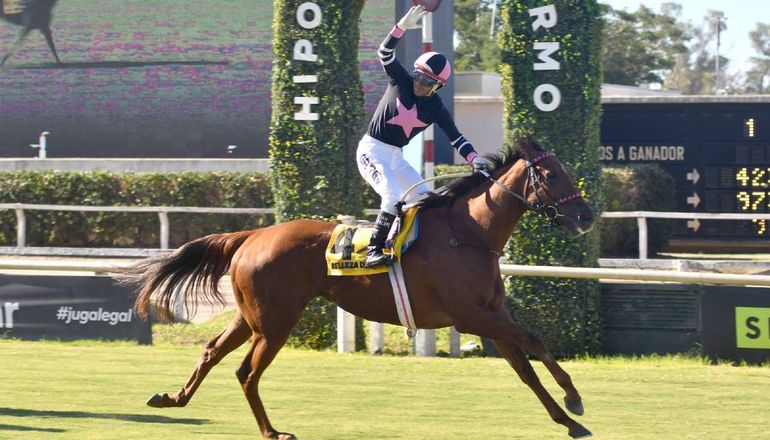 Chos Malal: quisieron vender uno de los mejores caballos de carreras del país a precios irrisorios y los agarró la Aduana