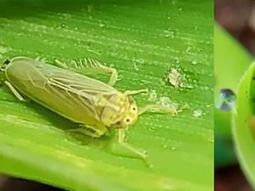 El achaparramiento del maíz o Spiroplasma es una enfermedad de amplia distribución en el norte argentino. Foto: CREA. El achaparramiento del maíz o Spiroplasma es una enfermedad de amplia distribución en el norte argentino. Foto: CREA.