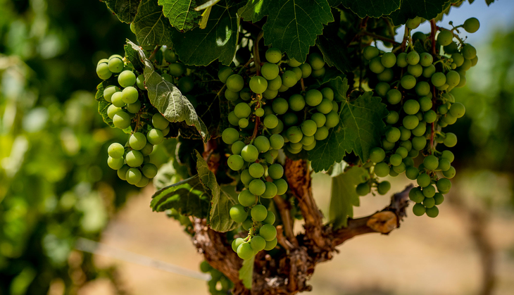Vides centenarias que sobrevivieron un siglo en el olvido bajo el sol de Tarapacá. Vides centenarias que sobrevivieron un siglo en el olvido bajo el sol de Tarapacá.