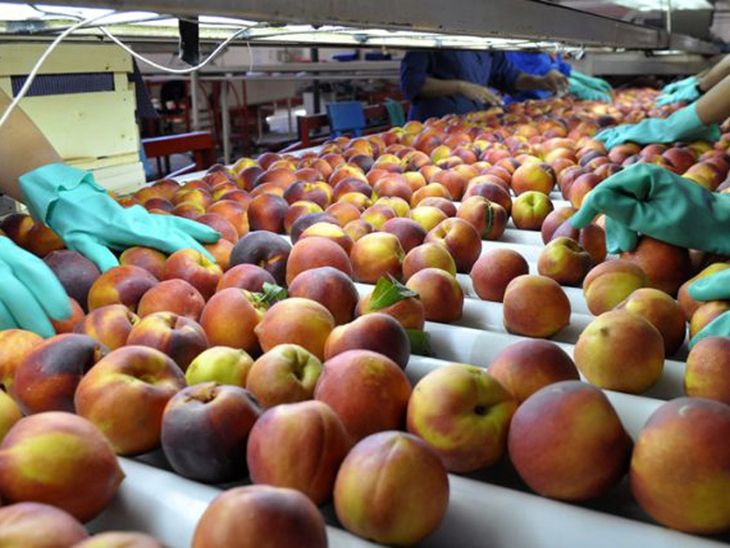 Argentina debe incorporar tecnología para poder dar un salto exportador en todo tipo de frutas de carozo. Argentina debe incorporar tecnología para poder dar un salto exportador en todo tipo de frutas de carozo.