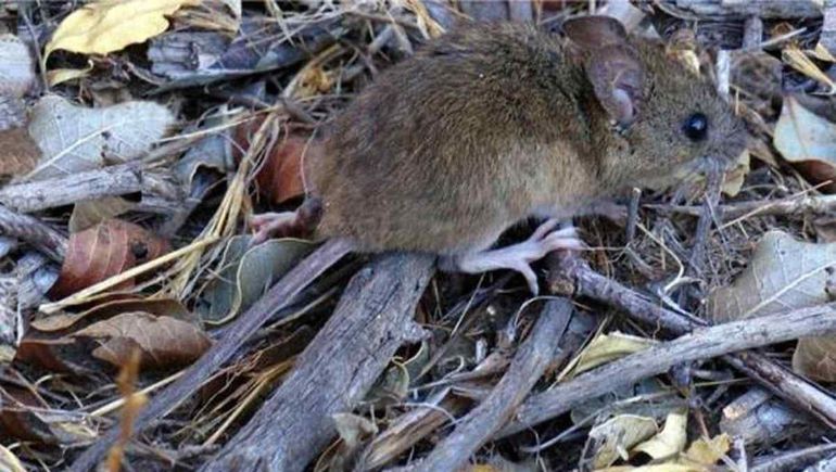 El roedor que transmite el  hantavirus  / Foto Archivo