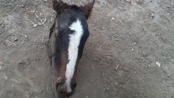 le robaron tres caballos y solo encontro sus cabezas y sus pieles