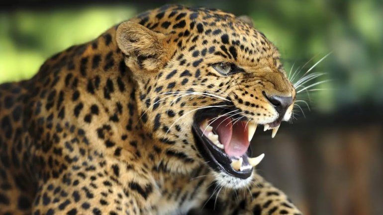 Un leopardo devoró a un nene de 3 años en Uganda