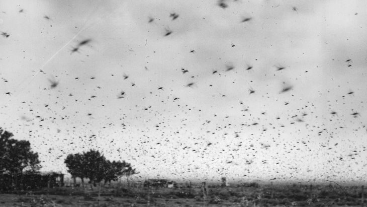 El día en que Argentina quedó a oscuras por una plaga de langostas