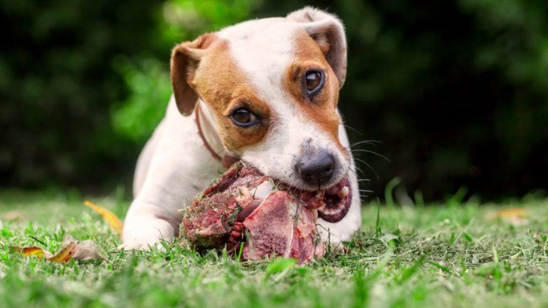 Por qué no hay que darles carne cruda