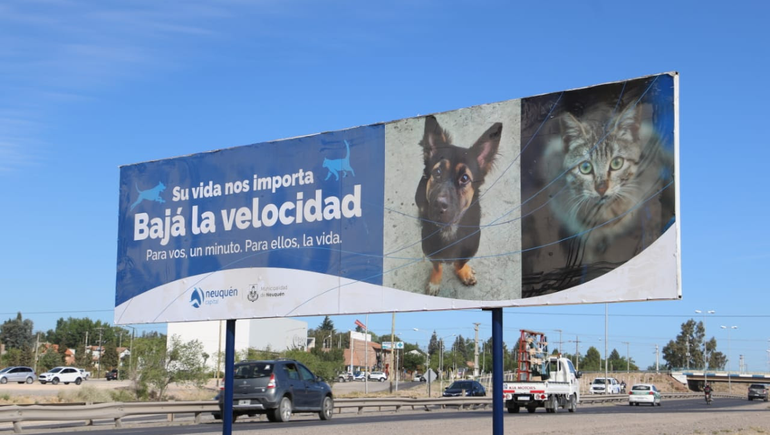 Instalan carteles para evitar que atropellen perros