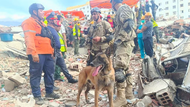 En medio del desolador panorama, un perro argentino especializado en búsqueda y rescate se ganó el reconocimiento de todos. En medio del desolador panorama, un perro argentino especializado en búsqueda y rescate se ganó el reconocimiento de todos.