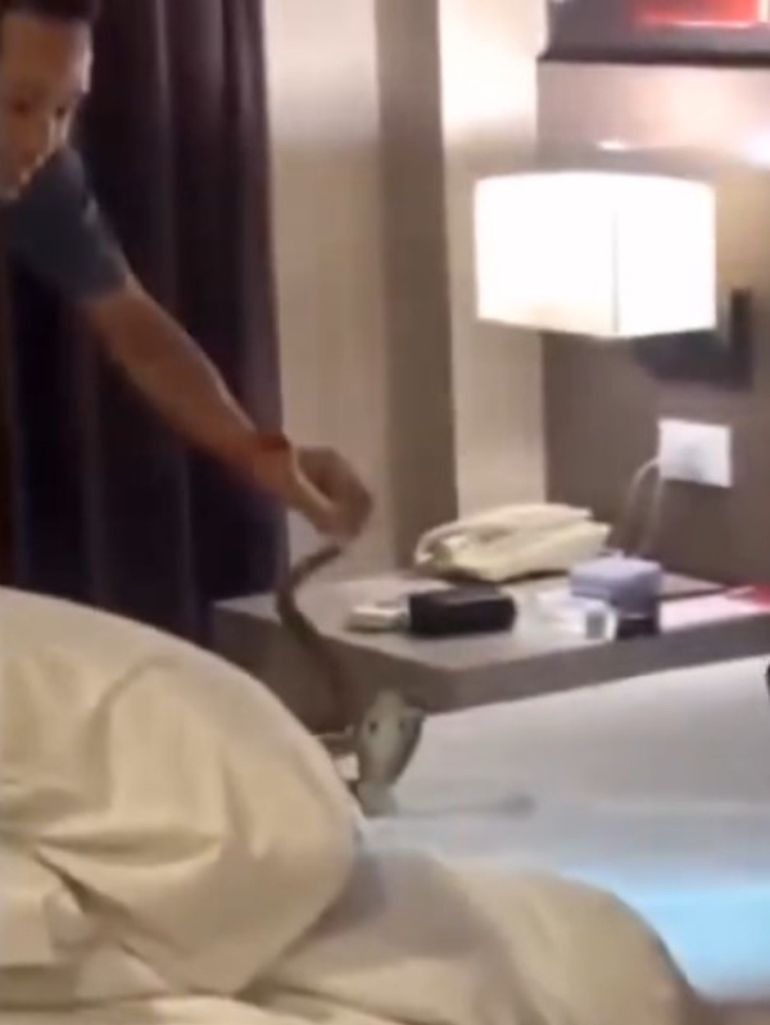 El especialista sujetó la serpiente por la cola y la levantó por encima del colchón, lo que permitió observar su tamaño. El especialista sujetó la serpiente por la cola y la levantó por encima del colchón, lo que permitió observar su tamaño.