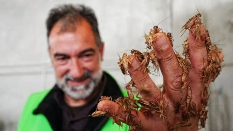 Los insectos, ¿el nuevo alimento del primer mundo?