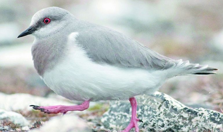 El Chorlito Ceniciento nidifica sobre las márgenes de humedales alcalinos en Tierra del Fuego, Santa Cruz y la Región de Magallanes, en Chile. El Chorlito Ceniciento nidifica sobre las márgenes de humedales alcalinos en Tierra del Fuego, Santa Cruz y la Región de Magallanes, en Chile.