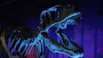 Dinosaurios: el mayor museo de la Argentina tendrá un fin de semana gratis y esperan gente de todo el país. Dinosaurios: el mayor museo de la Argentina tendrá un fin de semana gratis y esperan gente de todo el país.