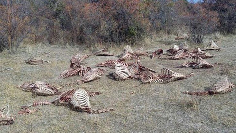 Piden que se investigue una matanza clandestina de ciervos