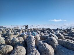 Se podrán mandar animales de la región para faenar en Chile. Se podrán mandar animales de la región para faenar en Chile.