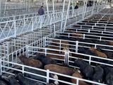 Dato clave: menos hacienda ingresará a faena ne los próximos meses.