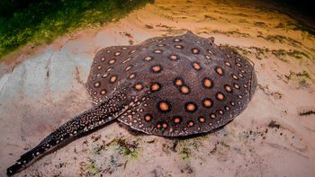 la raya gigante: el vertebrado mas argentino la raya gigante: el vertebrado mas argentino