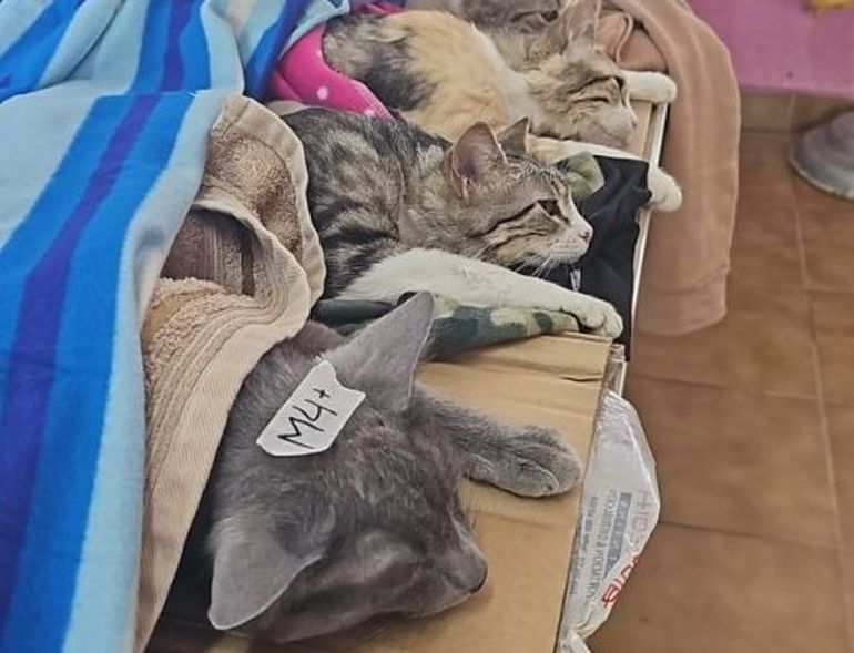 Gatos recién esterilizados durante el operativo de castración de mascotas. Gatos recién esterilizados durante el operativo de castración de mascotas.