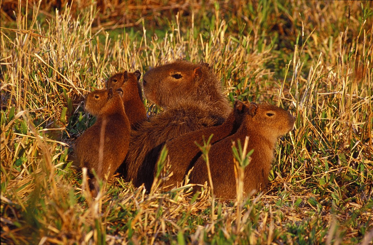 Los Esteros del Iberá, en Corrientes, son un destino principal para la observación de carpinchos. Los Esteros del Iberá, en Corrientes, son un destino principal para la observación de carpinchos.