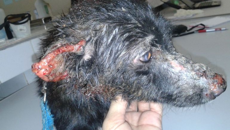 Veterinarios envían muestras de perros infectados al Instituto de Patología Experimental de la UNSa para confirmar casos de leishmaniasis visceral.