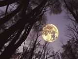 La Luna del Cazador iluminará la noche de este jueves: qué es y a qué hora se podrá ver en Argentina