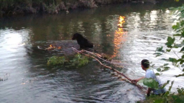 La perra quedó en medio del arroyo. Su dueño intentaba enlazarla.