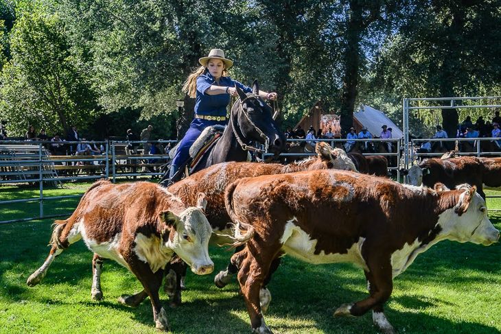 Expo Bovinos, un espacio que reúne producción, capacitación, genética y tradición.