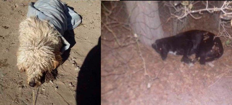 Denuncian masivo envenenamiento de animales en El Cuy