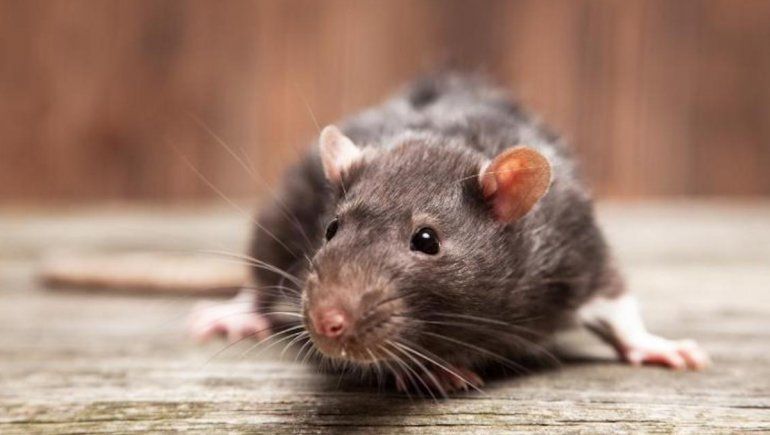 Aterradora plaga de ratones se hace viral en TikTok