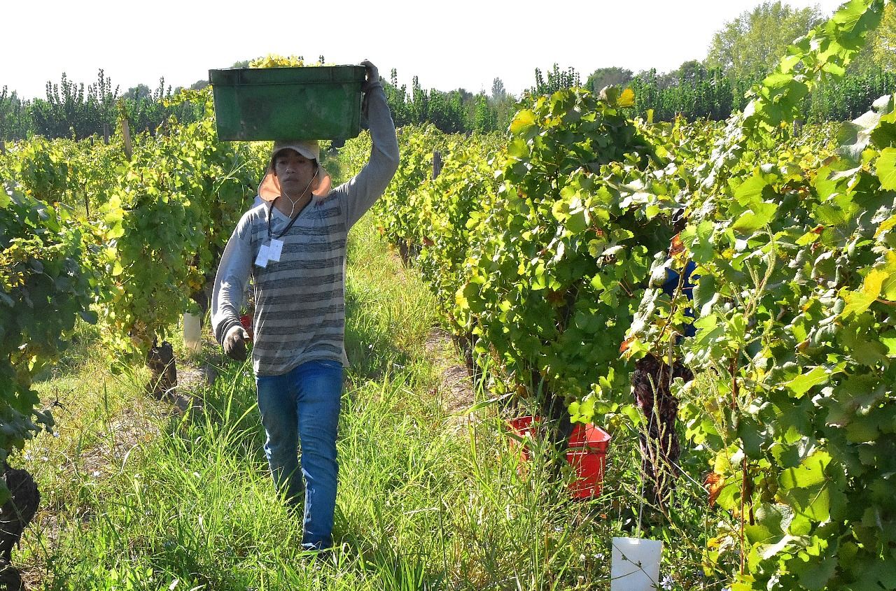 En el Alto Valle, la tendencia a la concentración de viñedos en grandes empresas productoras de vinos de alta gama contrasta con la posibilidad de elegir cultivos alternativos.Foto: Fabricio González