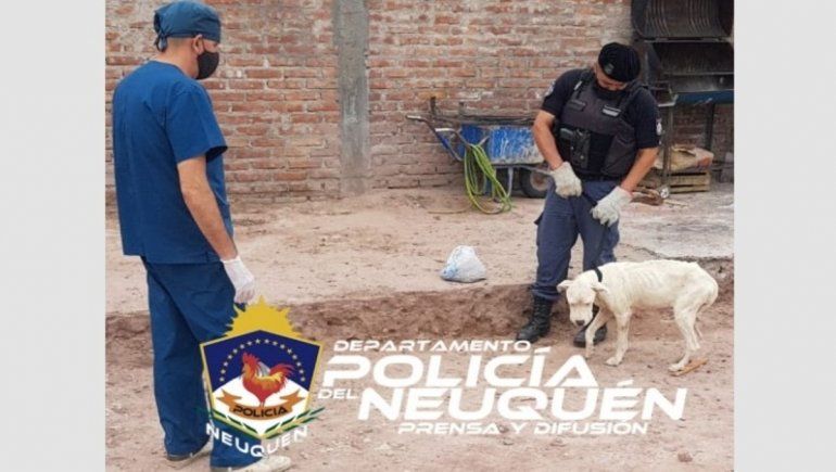 Rescatan a un dogo en avanzado estado de desnutrición