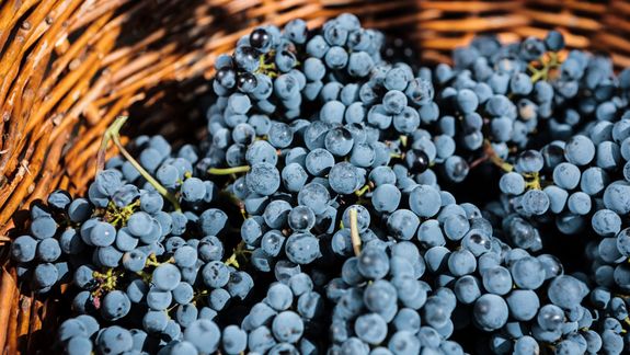 Argentina 10,7 mhl: líder indiscutido de Sudamérica por volumen estable.