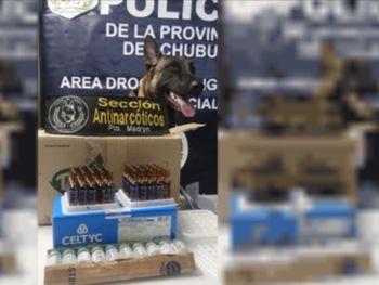 Tussi, el perro antinarcóticos que desbarató una red de tráfico de anestésicos