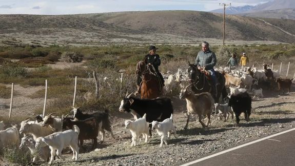 Rolando Figueroa : Cuidar la trashumancia es defender la Neuquinidad