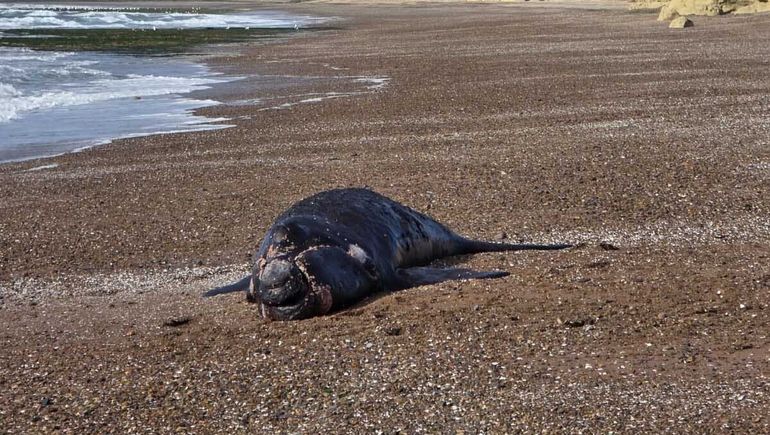 Apareció un ballenato muerto en Puerto Madryn.