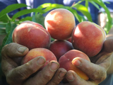 Exportaciones de fruta de carozo de la Argentina se desplomaron 44%