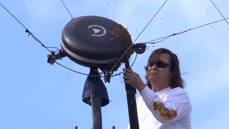 Las abejas, las grandes protagonistas de Indian Wells Las abejas, las grandes protagonistas de Indian Wells