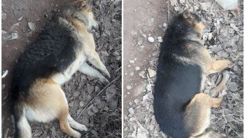 vecinos denuncian una matanza de perros en el labrana vecinos denuncian una matanza de perros en el labrana