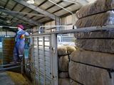Productores patagónicos podrán exportar lana sin procesar directamente desde el campo.