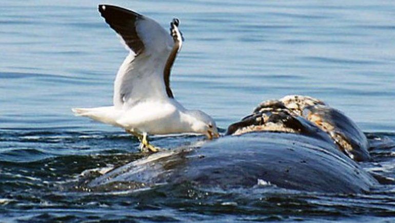 El acoso de gaviotas a las ballenas provoca micropredación
