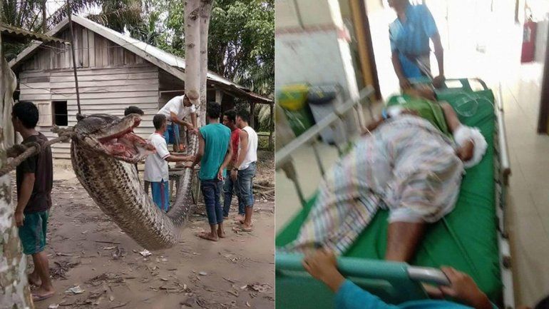 El cadáver de la pitón fue exhibido a modo de trofeo después de la pelea.