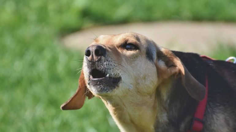 Nueve perros salvaron a una familia de un robo: un ladrón se metió en una casa y tuvo que escapar