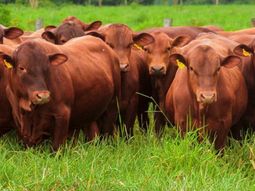 Tras más de 25 años de negociaciones, el acuerdo UE-Mercosur avanza y abre un nuevo escenario para las exportaciones de carne. Tras más de 25 años de negociaciones, el acuerdo UE-Mercosur avanza y abre un nuevo escenario para las exportaciones de carne.