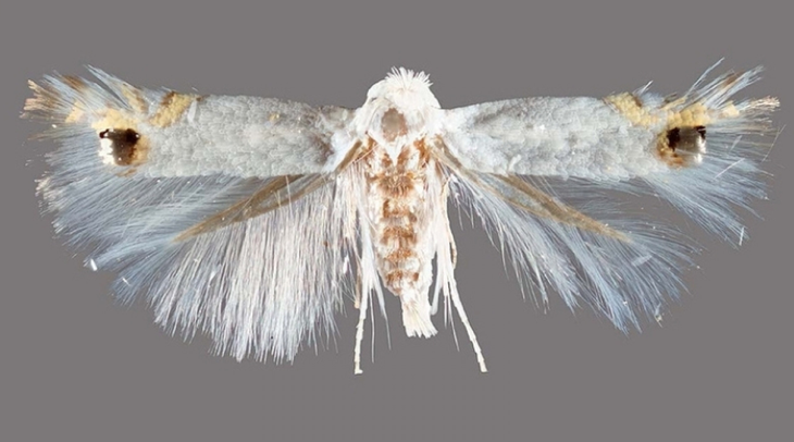 Podría afectar la producción de frutales que se encuentren cerca de cortinas de salicáceas. Foto: argentina.gob.ar Podría afectar la producción de frutales que se encuentren cerca de cortinas de salicáceas. Foto: argentina.gob.ar