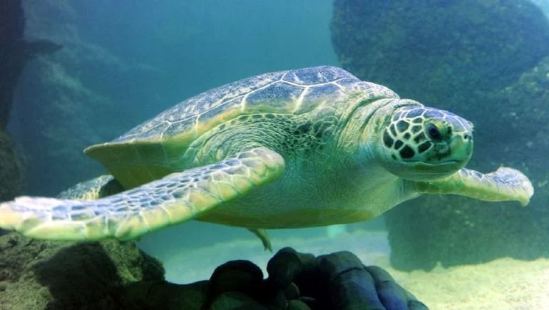 Las tortugas marinas, en peligro. Las tortugas marinas, en peligro.