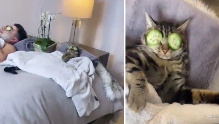 Instagram: gato se enoja porque lo interrumpieron en su sesión de spa
